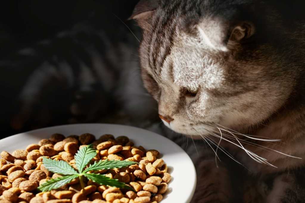 5 Things You Need To Know About CBD Oil For Cats 36404 - 5 Things You Need To Know About CBD Oil For Cats