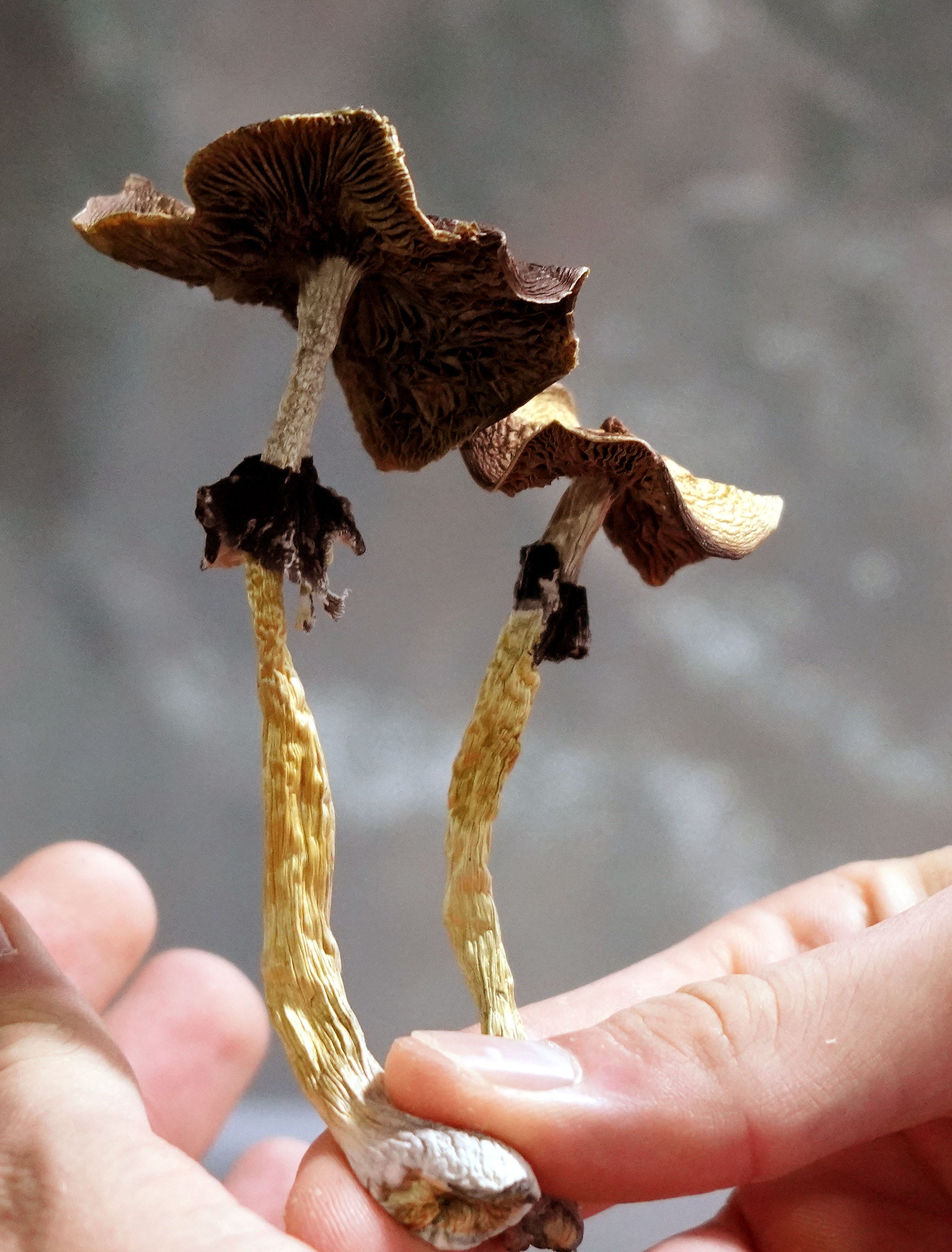 Getting Your Hands on Some Magic Mushrooms 178838 - Getting Your Hands on Some Magic Mushrooms!